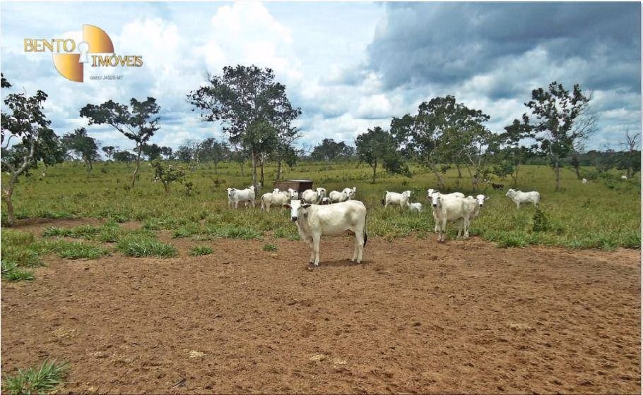 Fazenda de 1.030 ha em Primavera do Leste, MT