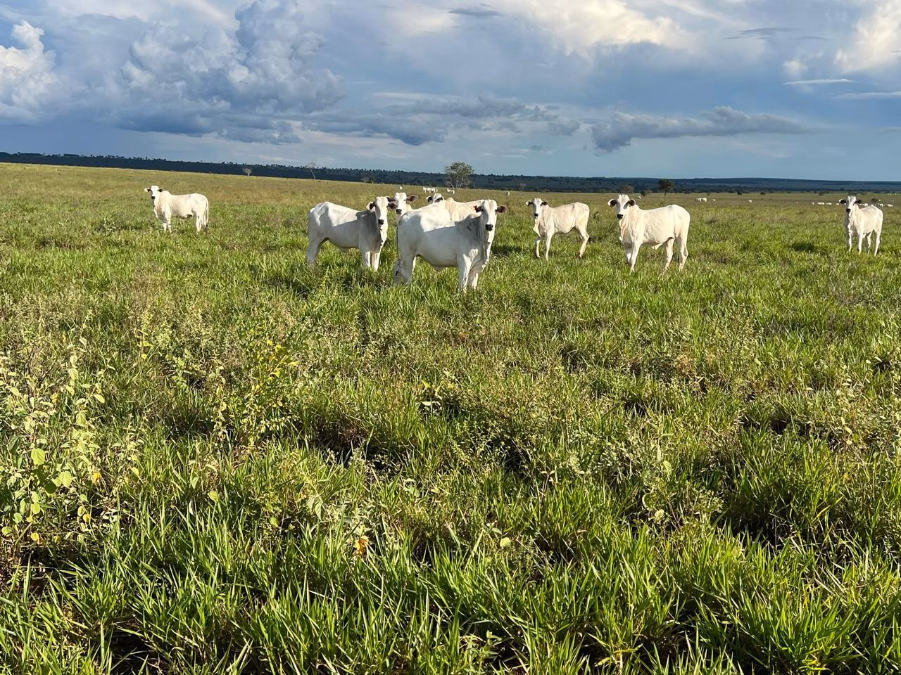 Farm of 13.816 acres in Paraíso das Águas, MS, Brazil
