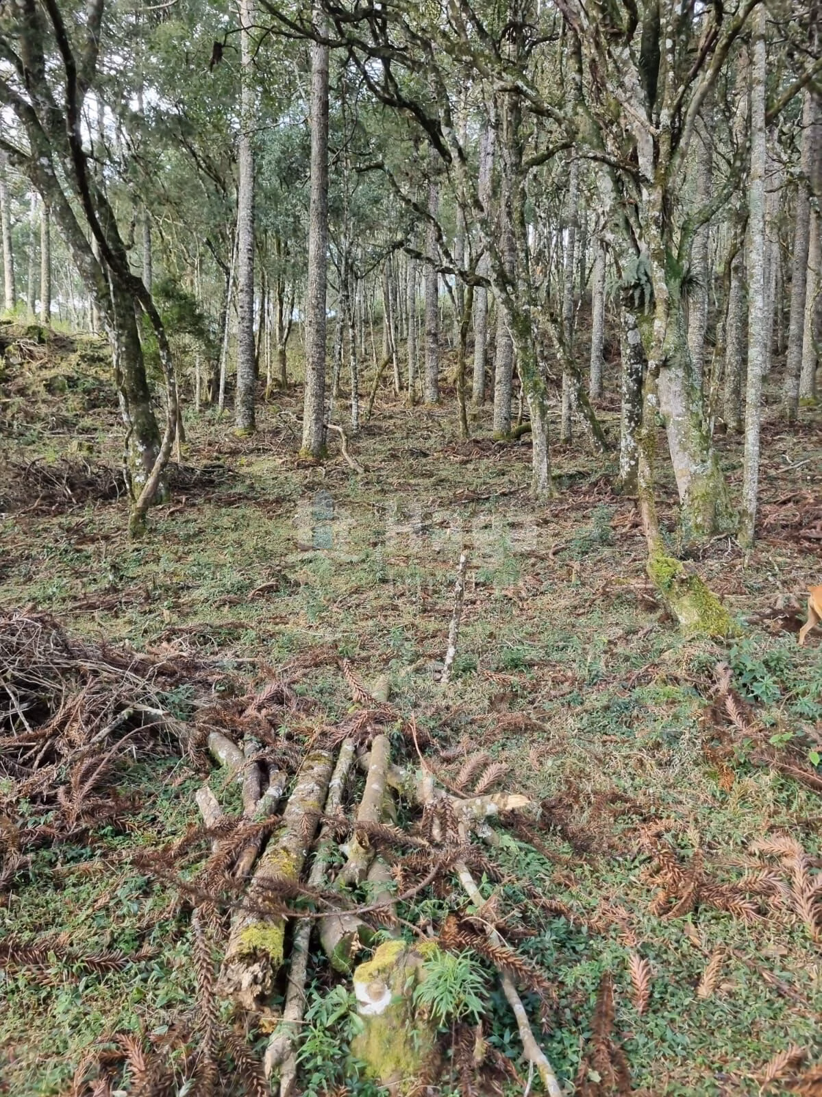 Terreno de 5 ha em Bom Jardim da Serra, SC