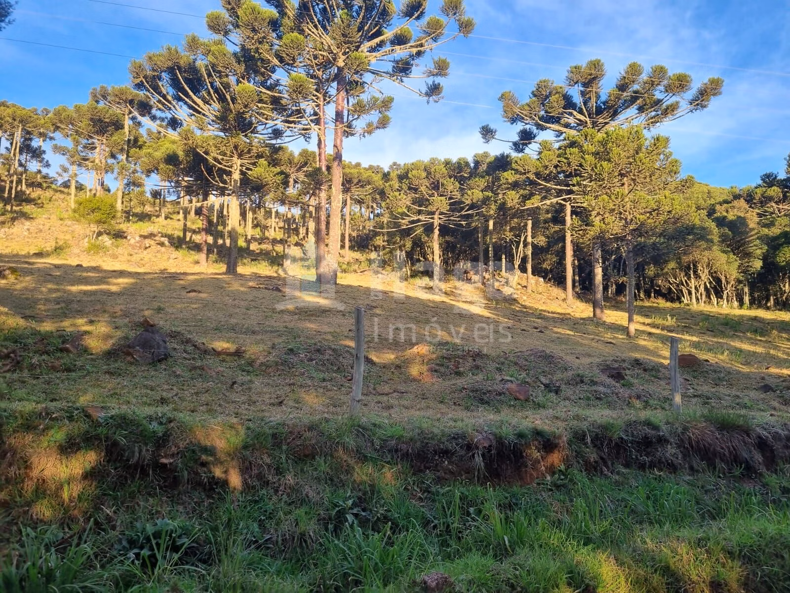 Terreno de 5 ha em Bom Jardim da Serra, SC