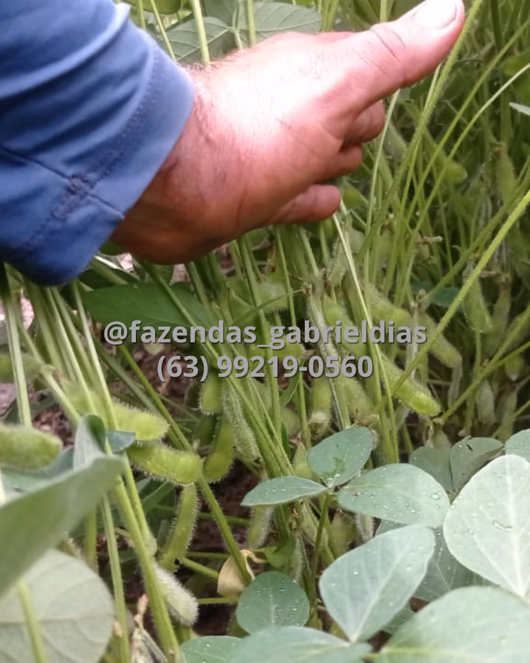 Farm of 10.032 acres in Matões, MA, Brazil