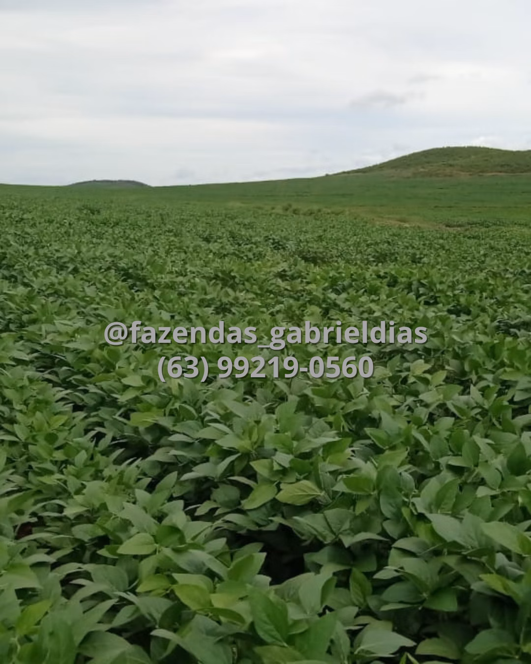Farm of 10.032 acres in Matões, MA, Brazil