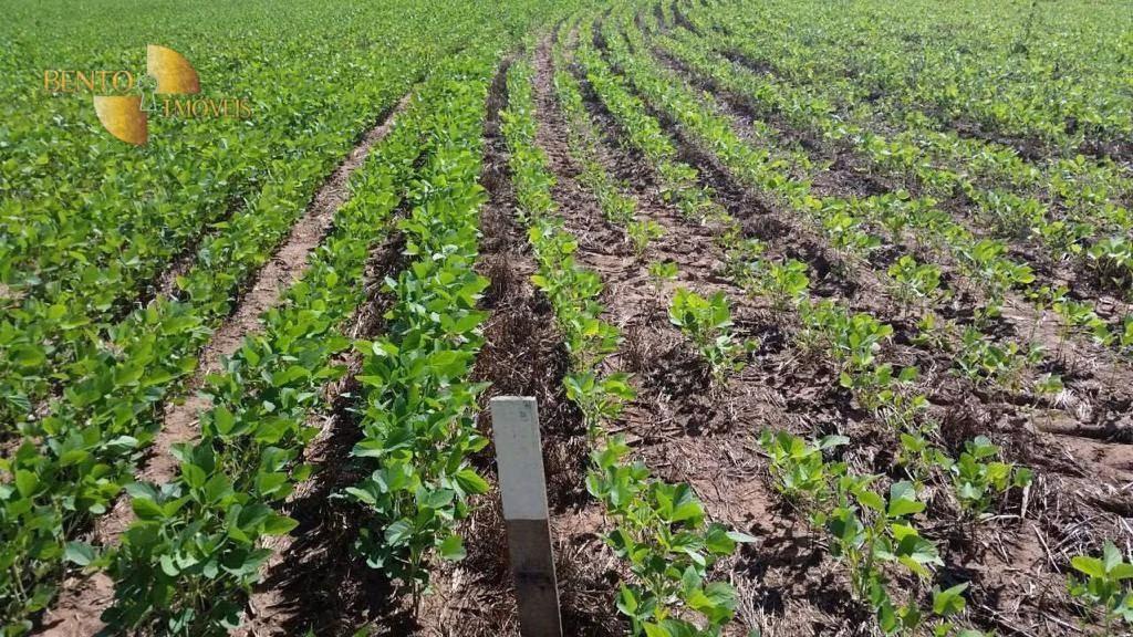 Farm of 19.768 acres in Paranatinga, MT, Brazil