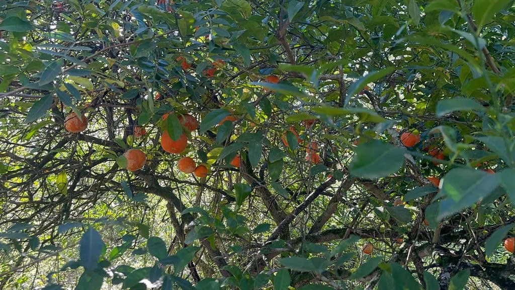 Chácara de 3.400 m² em Eldorado do Sul, RS