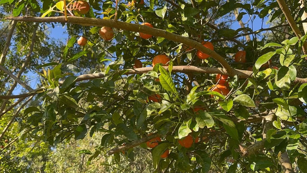 Chácara de 3.400 m² em Eldorado do Sul, RS