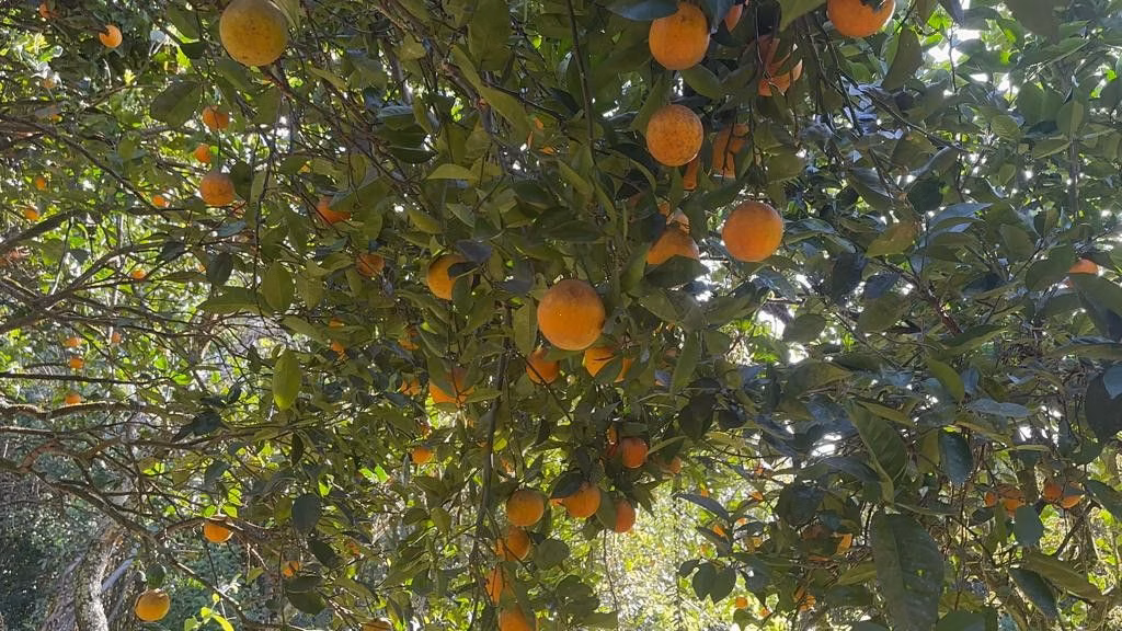 Chácara de 3.400 m² em Eldorado do Sul, RS