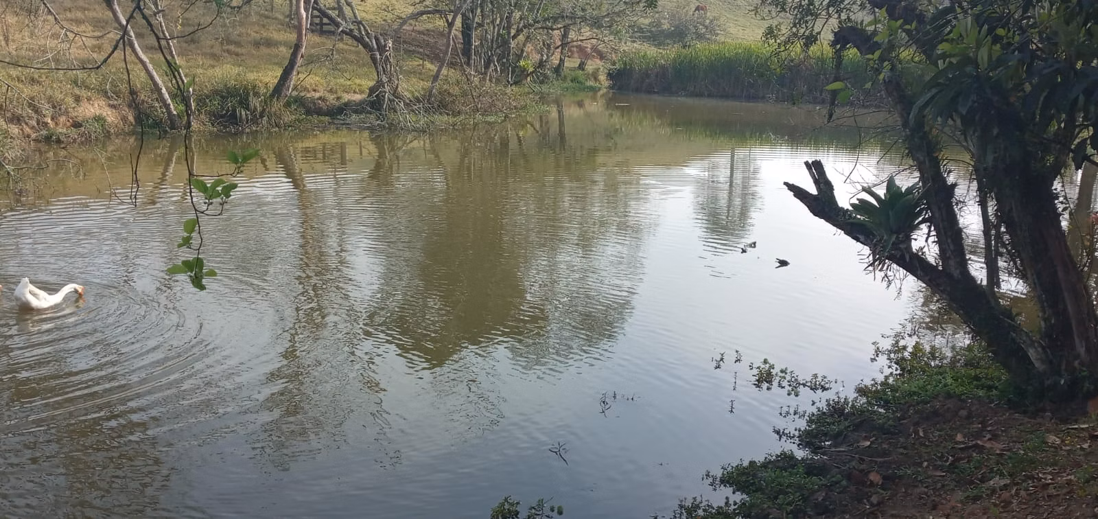 Fazenda de 157 ha em Capão Bonito, SP