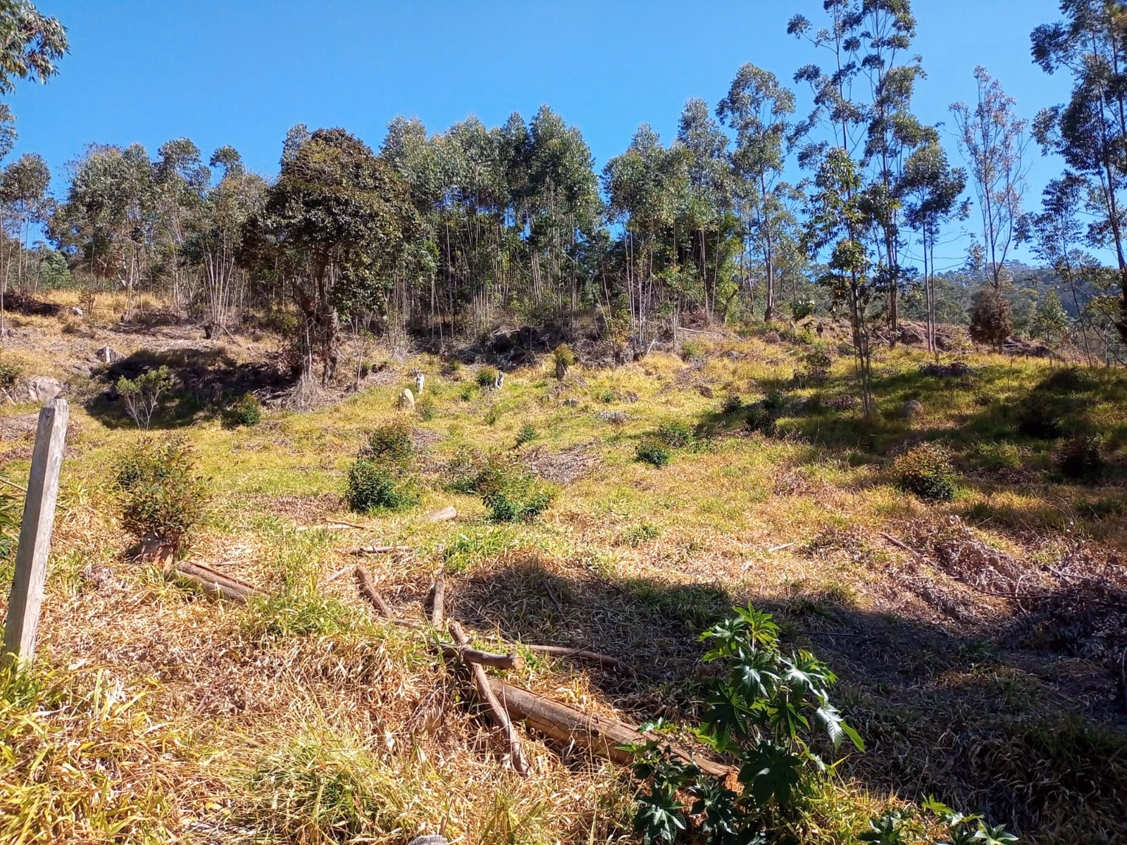 Small farm of 30 acres in Paraibuna, SP, Brazil