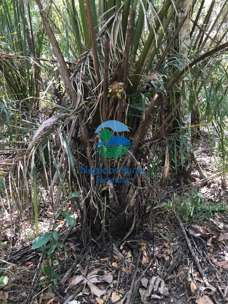 Fazenda de 460 ha em Palmeirópolis, TO