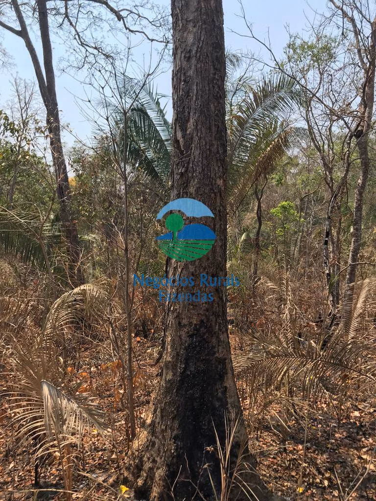 Fazenda de 460 ha em Palmeirópolis, TO