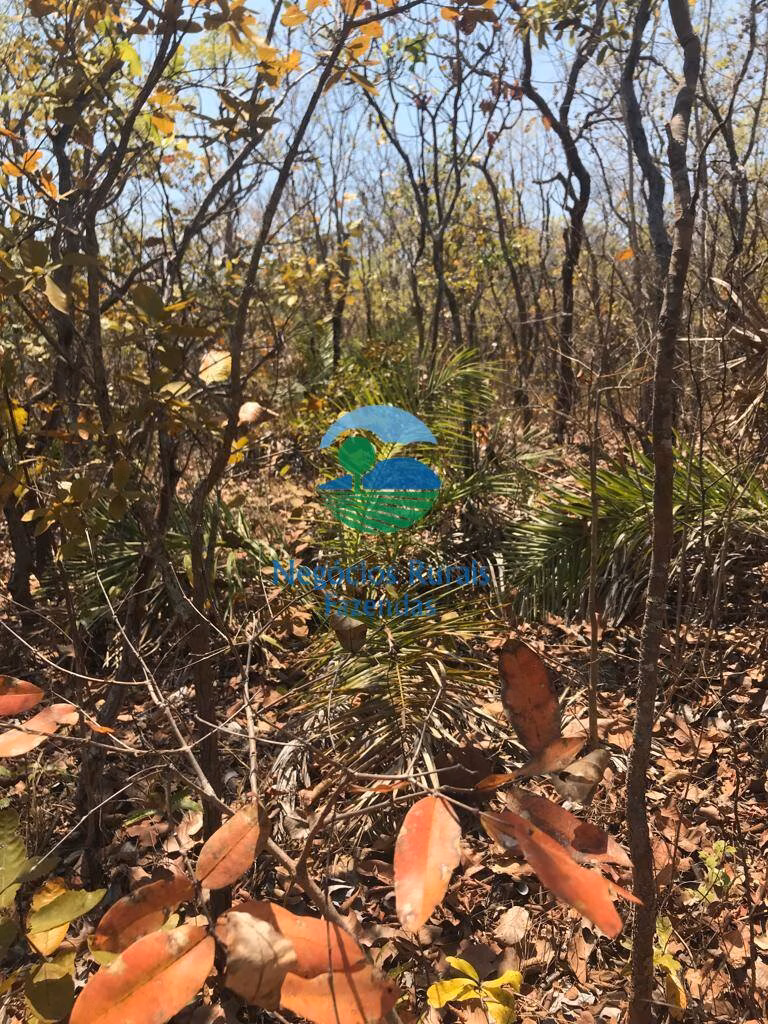 Fazenda de 460 ha em Palmeirópolis, TO