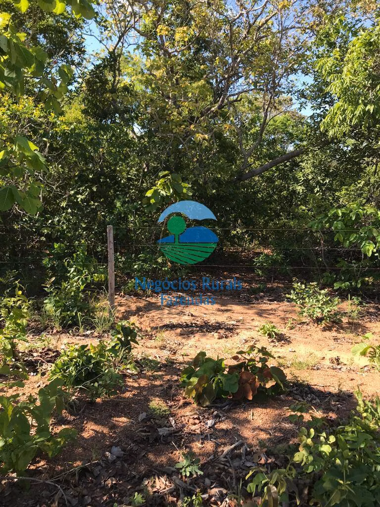 Fazenda de 460 ha em Palmeirópolis, TO