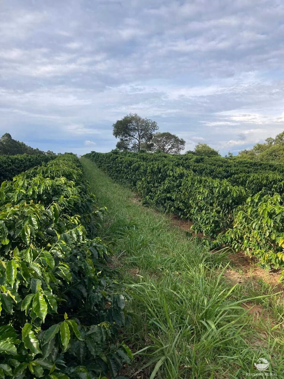 Sítio de 93 ha em Lavras, MG