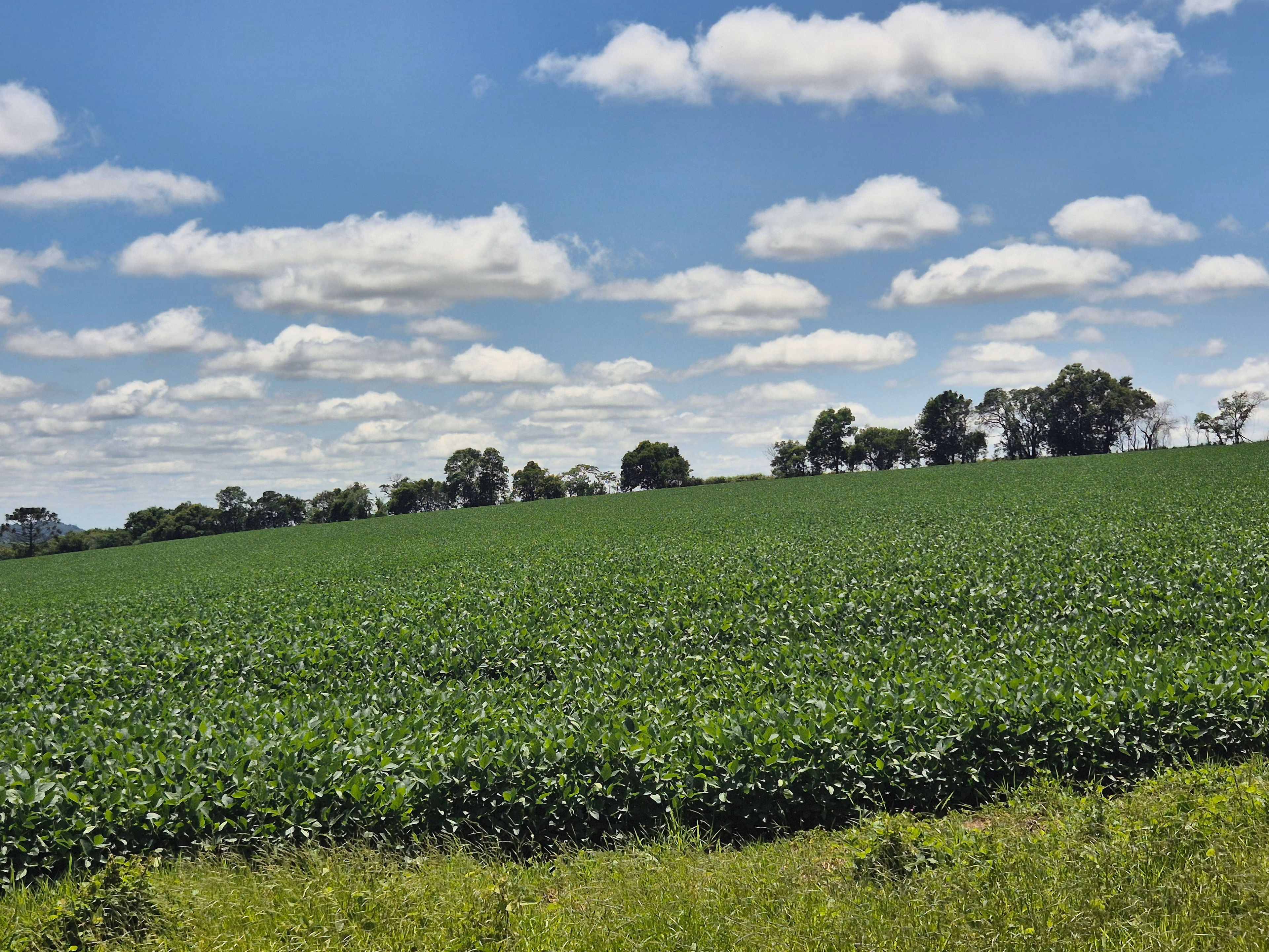 Farm of 266 acres in Wenceslau Braz, PR, Brazil