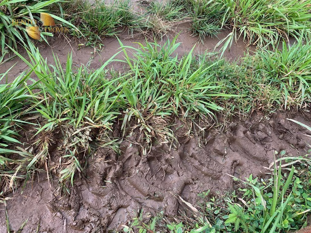 Fazenda de 612 ha em Rosário Oeste, MT