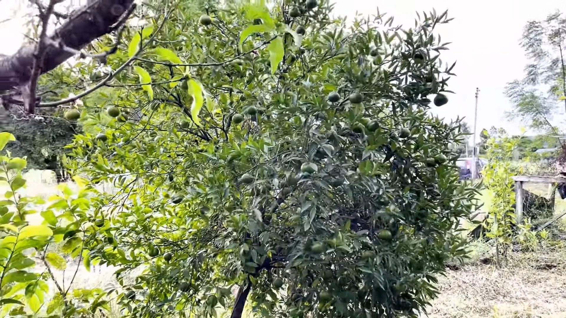 Chácara de 2.200 m² em Santo Antônio da Patrulha, RS