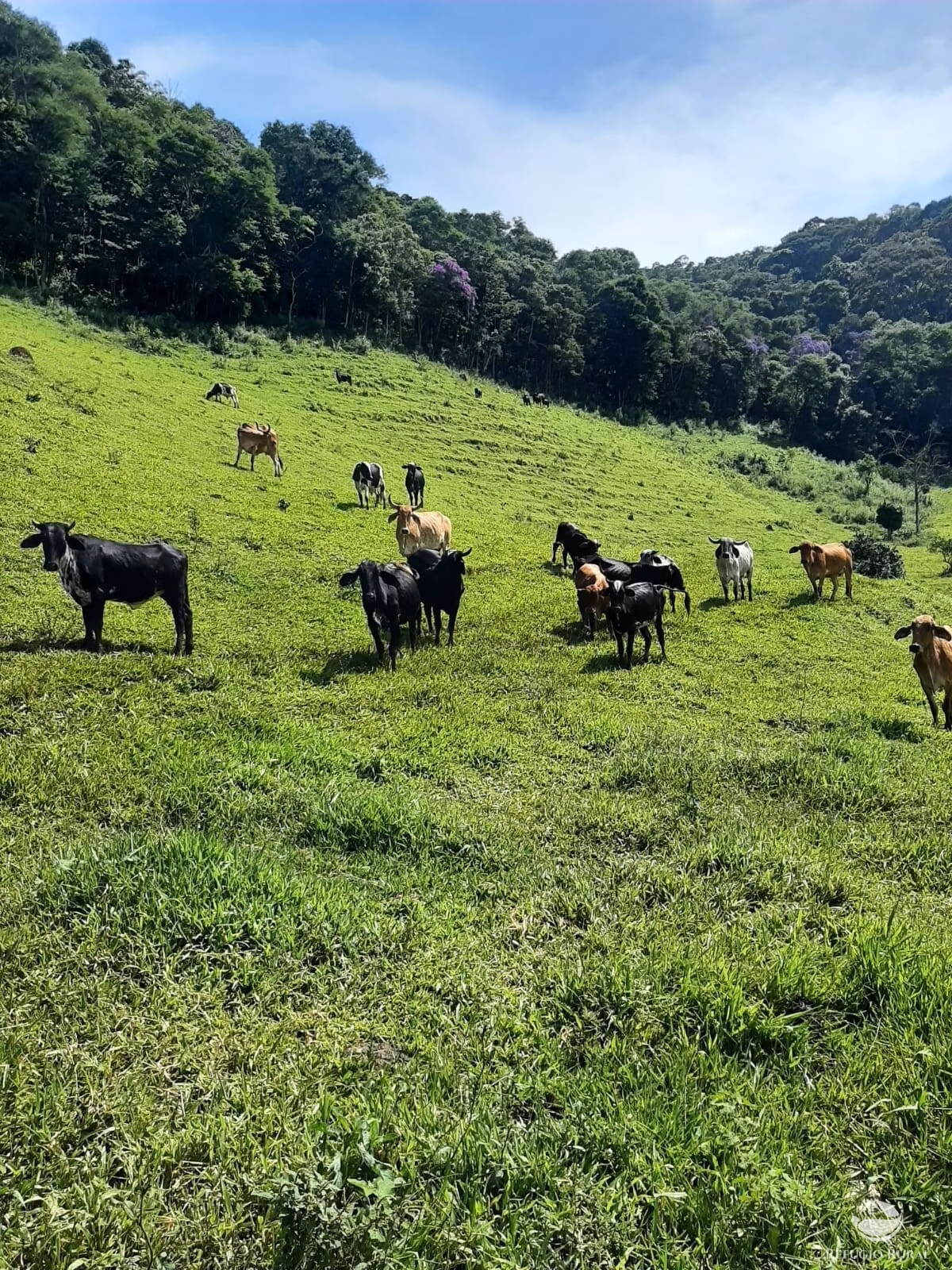 Small farm of 166 acres in Pouso Alto, MG, Brazil