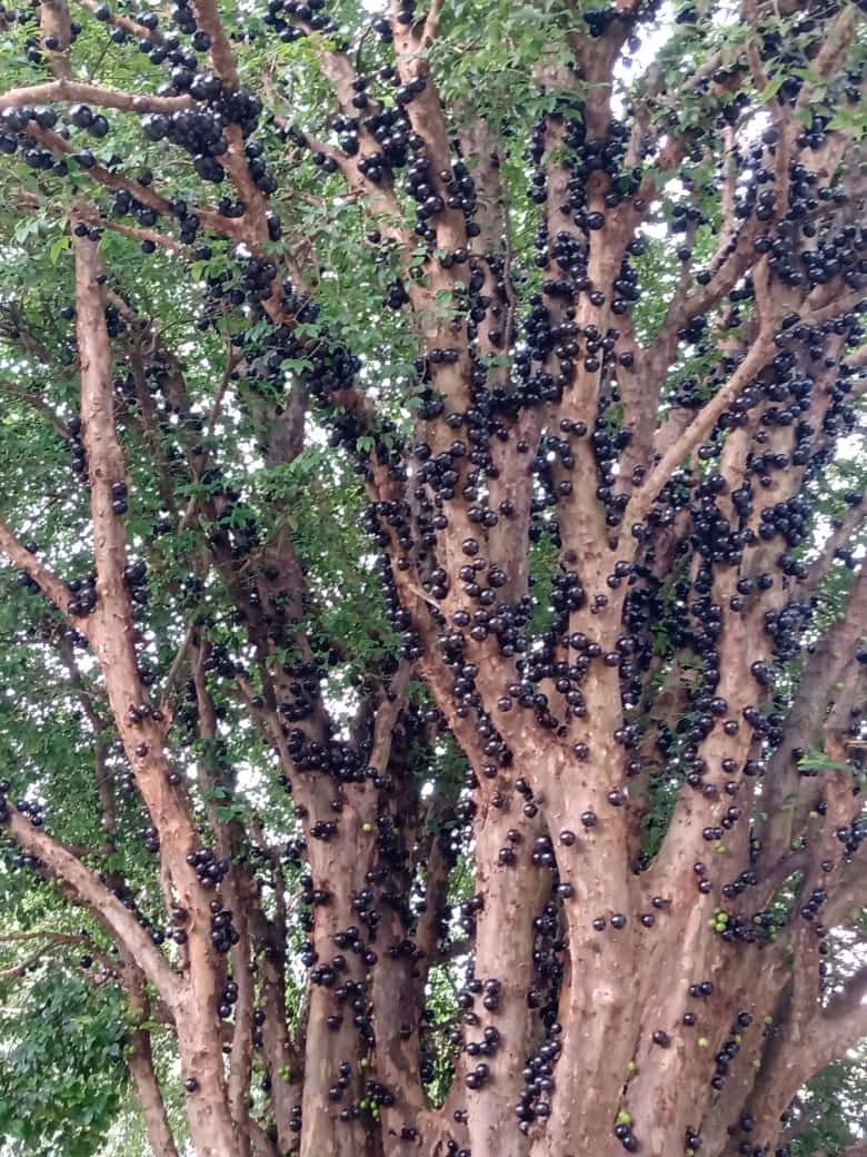 Sítio de 34 ha em Angatuba, SP