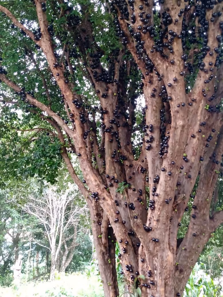 Sítio de 34 ha em Angatuba, SP