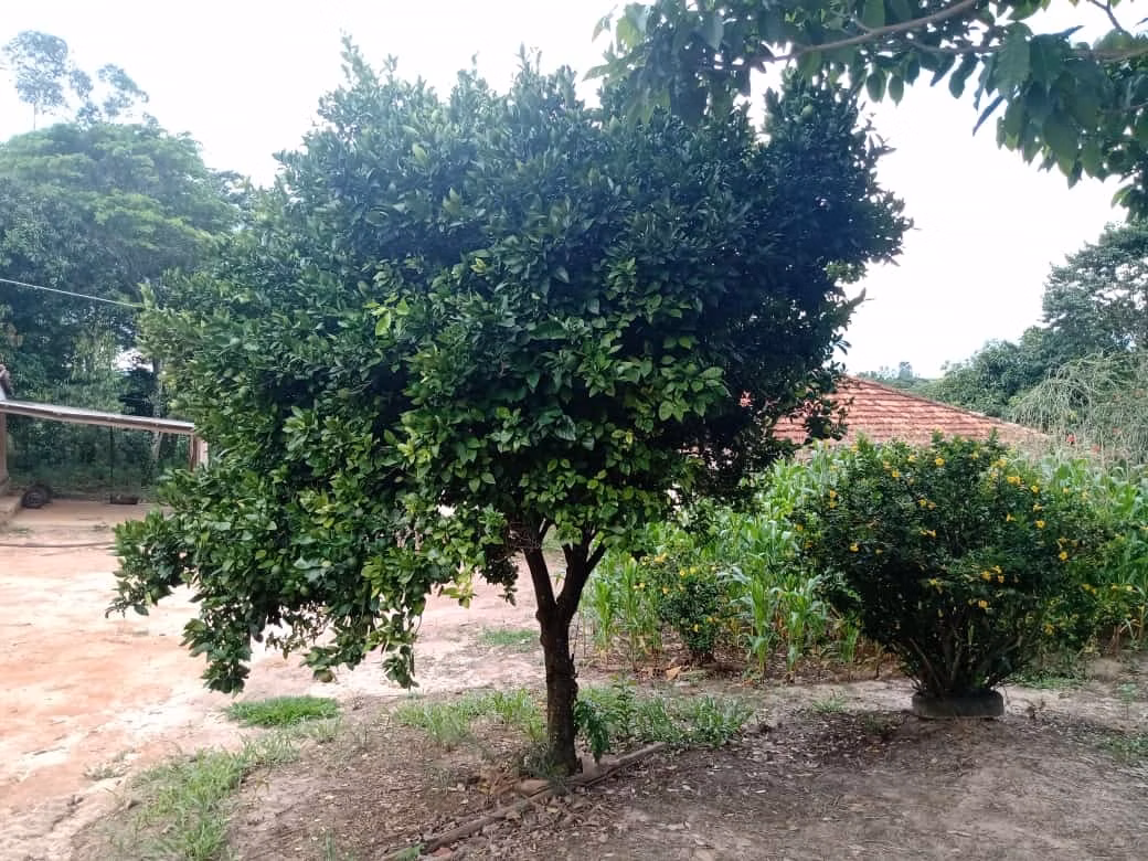 Sítio de 34 ha em Angatuba, SP