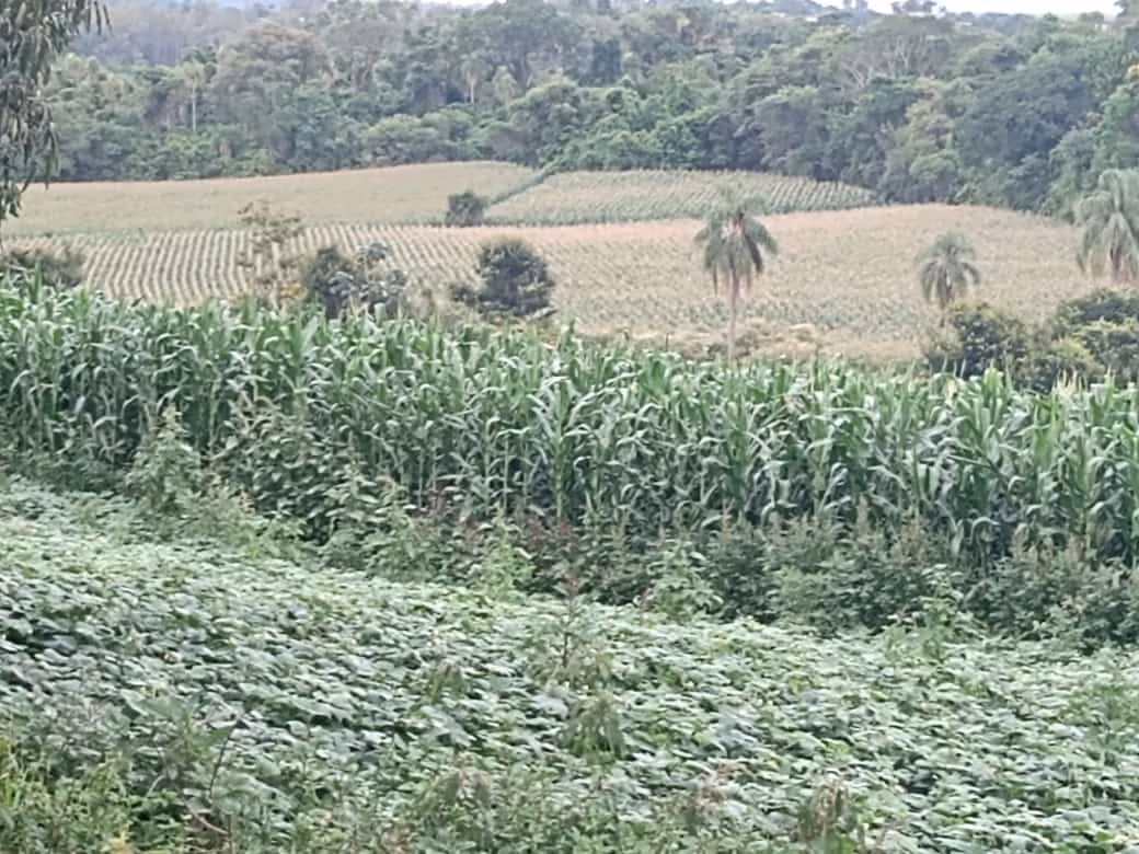 Sítio de 34 ha em Angatuba, SP