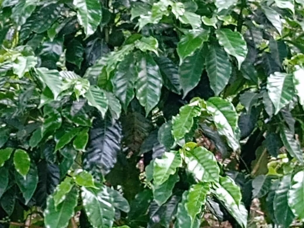 Sítio de 34 ha em Angatuba, SP