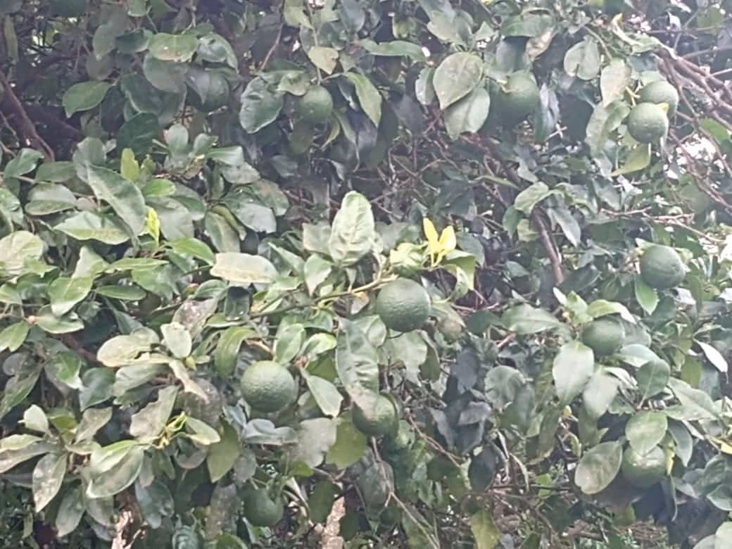 Sítio de 34 ha em Angatuba, SP