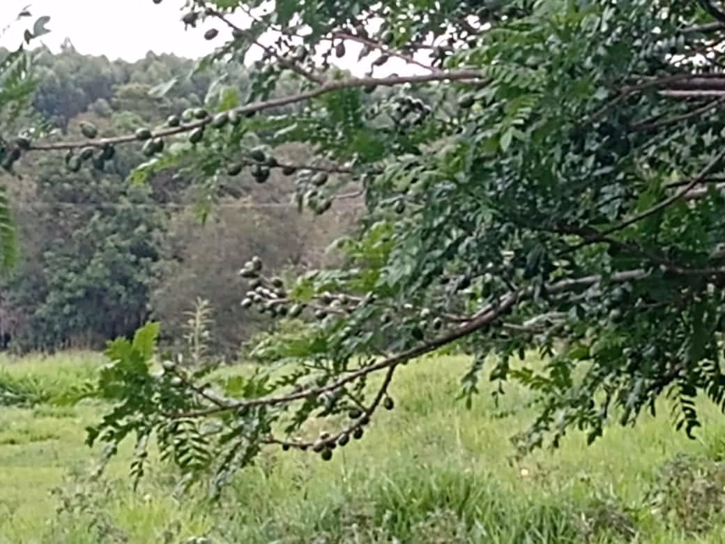 Sítio de 34 ha em Angatuba, SP