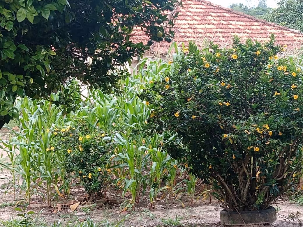 Sítio de 34 ha em Angatuba, SP