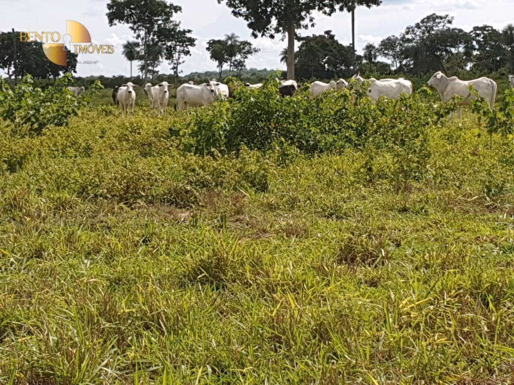 Fazenda de 470 ha em Cuiabá, MT