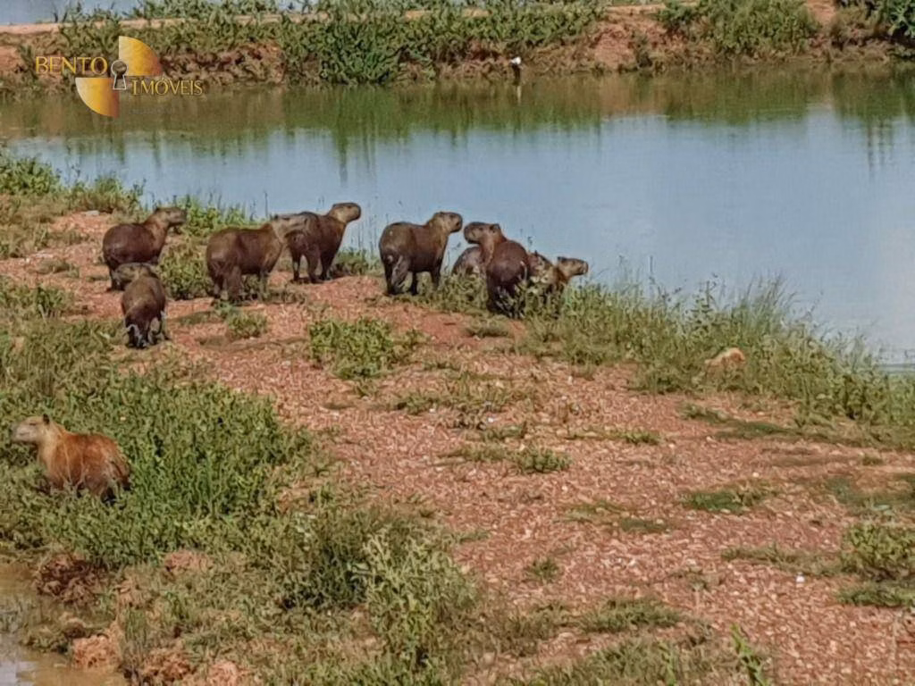 Fazenda de 470 ha em Cuiabá, MT