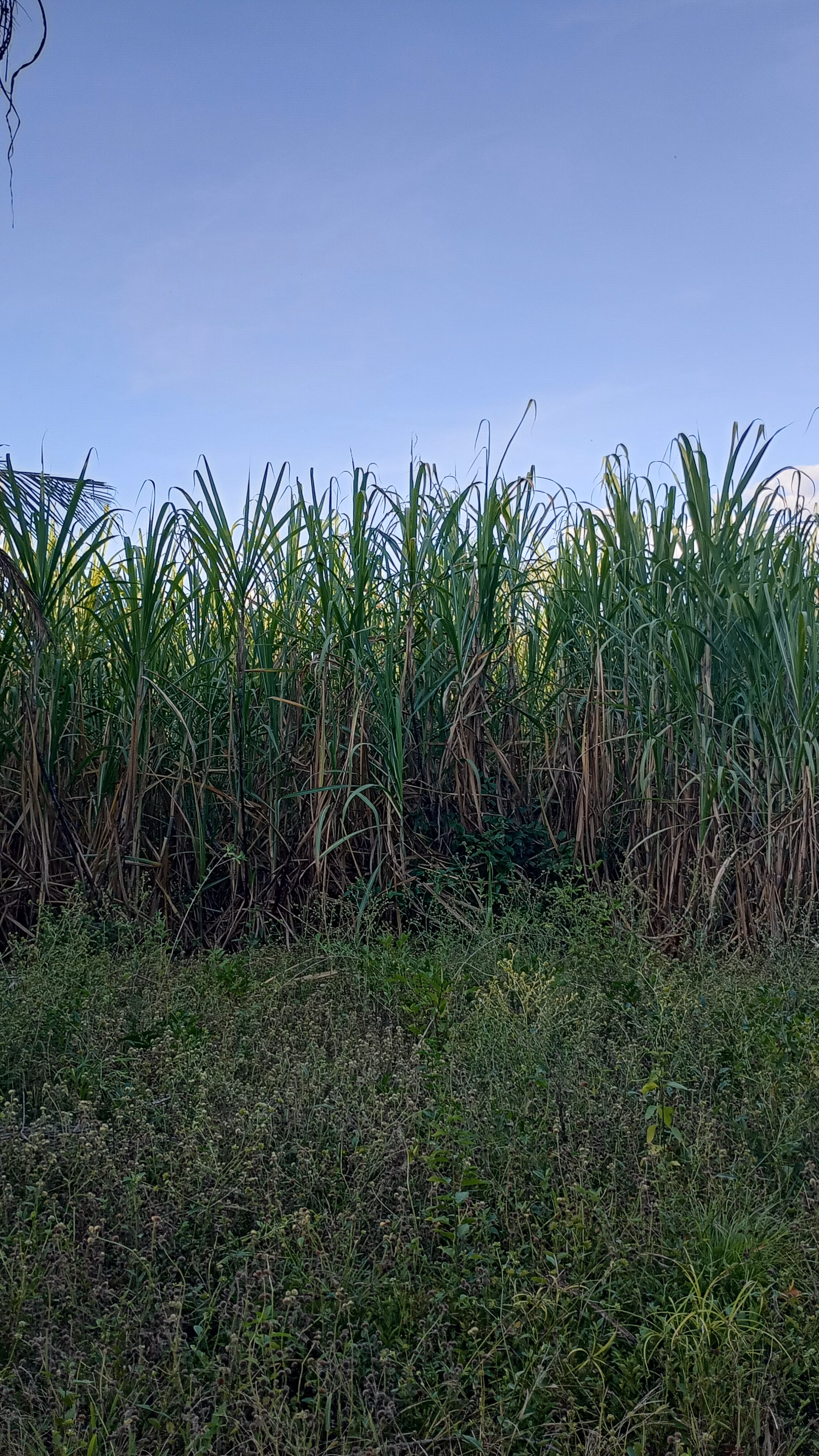 Chácara de 10 ha em Itacajá, TO