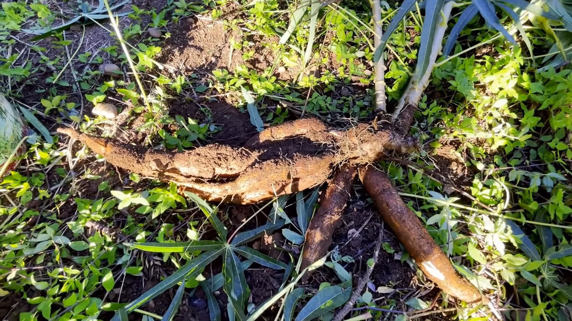 Chácara de 8 ha em Itati, RS