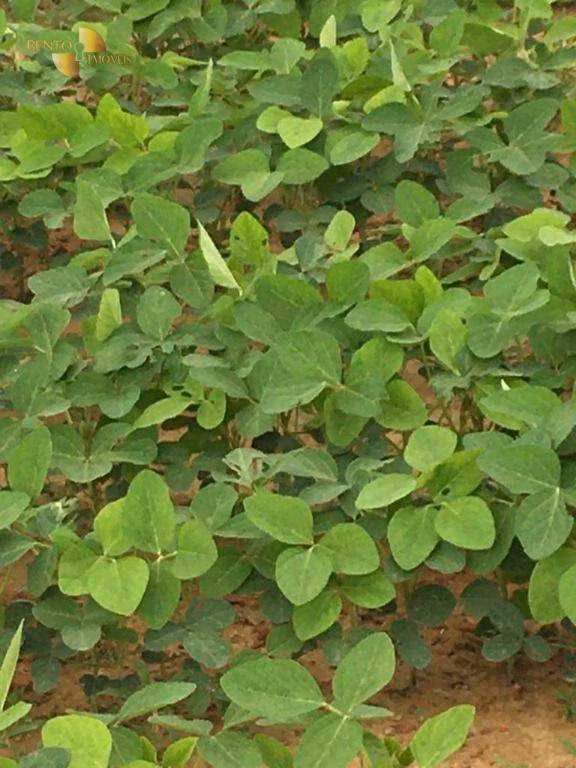 Farm of 6.178 acres in Rosário Oeste, MT, Brazil