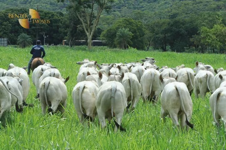 Fazenda de 314 ha em Santo Antônio de Leverger, MT