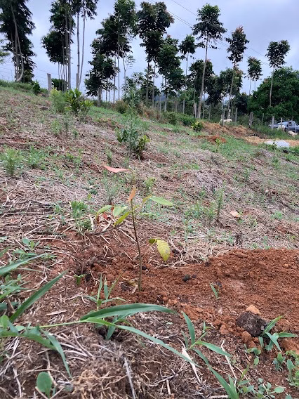 Small farm of 5 acres in Natividade da Serra, SP, Brazil