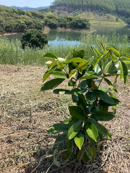 Small farm of 5 acres in Natividade da Serra, SP, Brazil