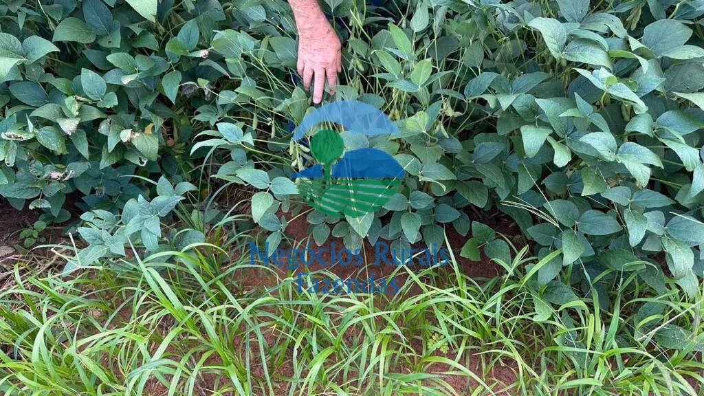 Fazenda de 827 ha em Gurupi, TO