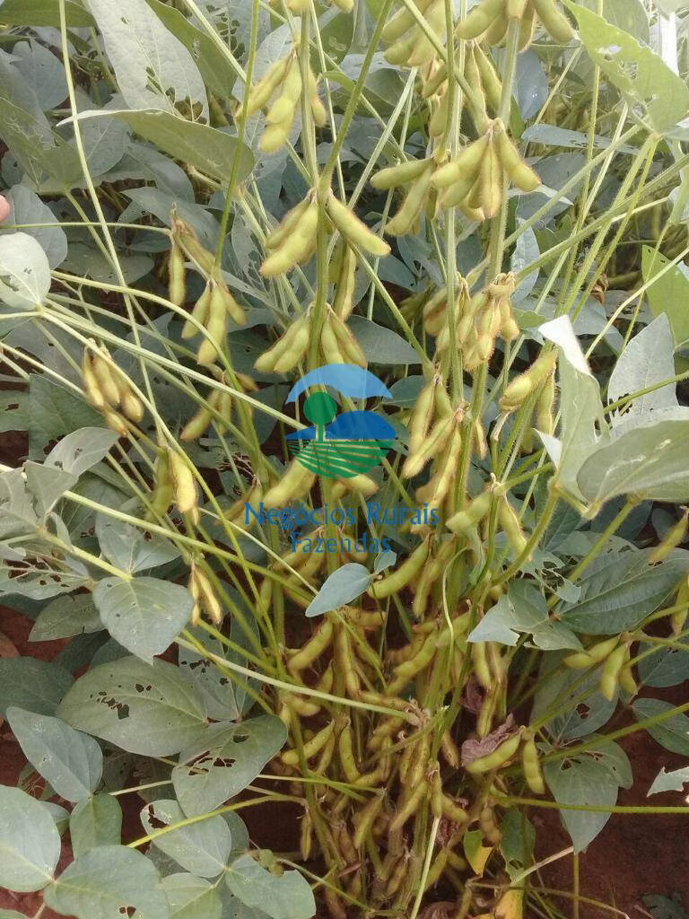 Farm of 2.044 acres in Gurupi, TO, Brazil