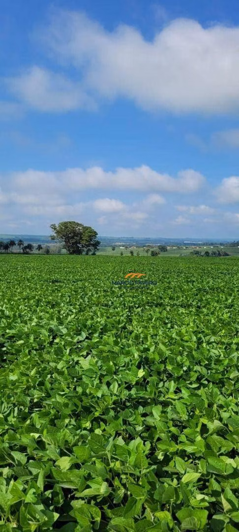Fazenda à venda de 136 ha em Casa Branca, SP