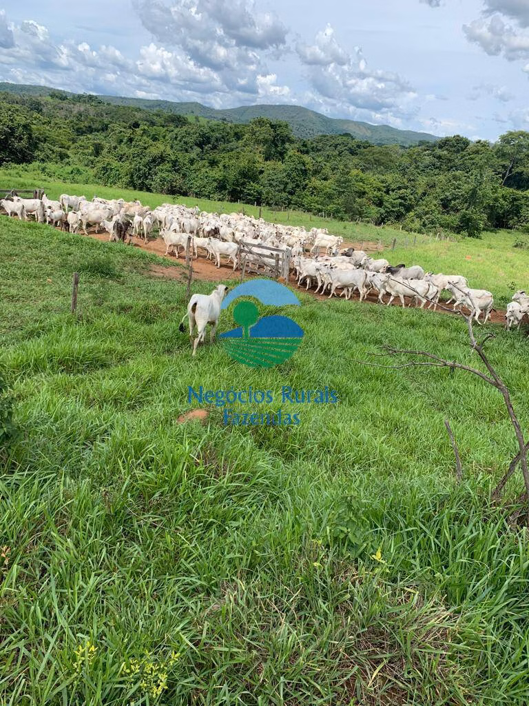 Fazenda de 1.210 ha em Campinaçu, GO