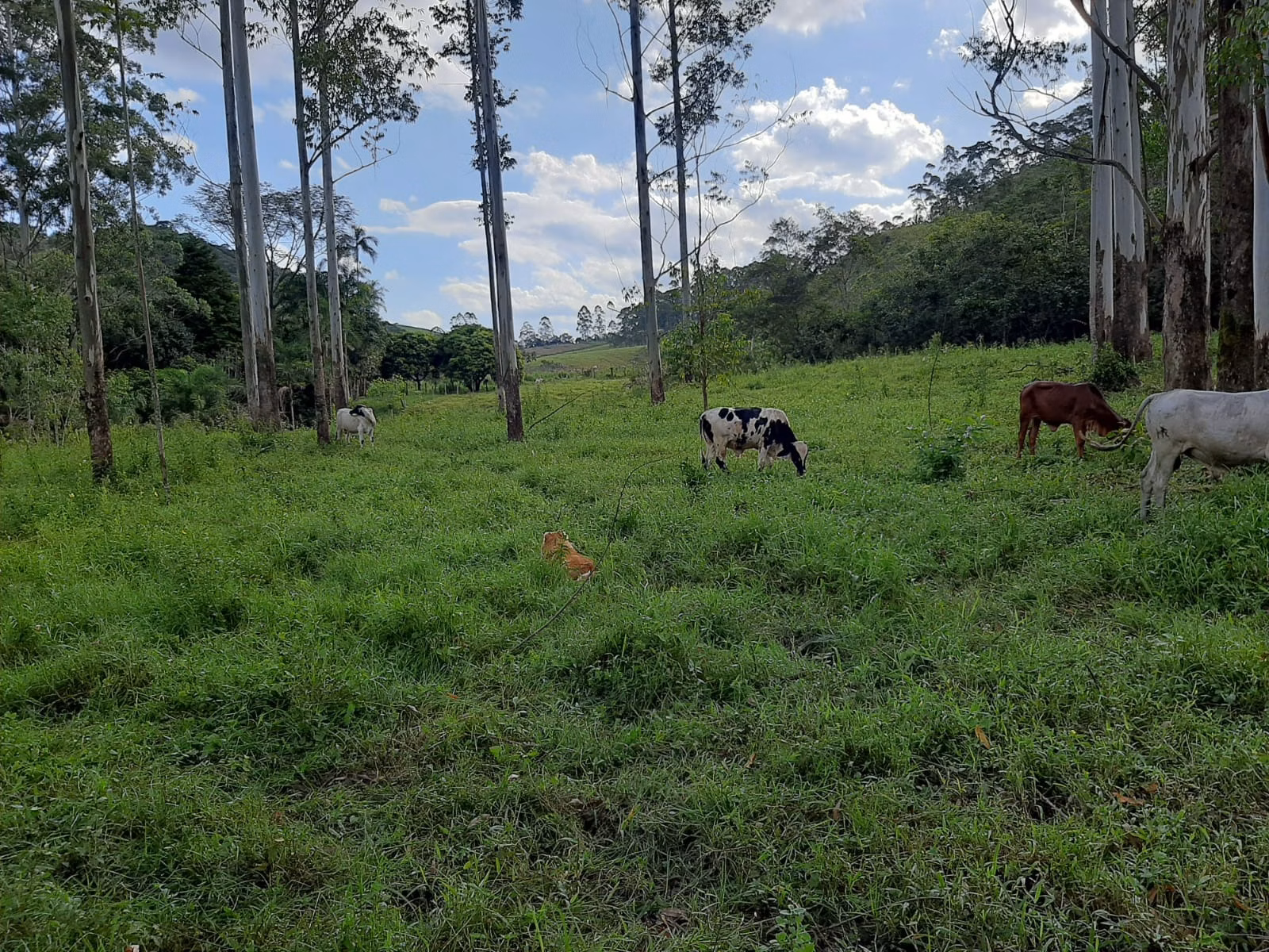 Sítio de 24 ha em São José dos Campos, SP
