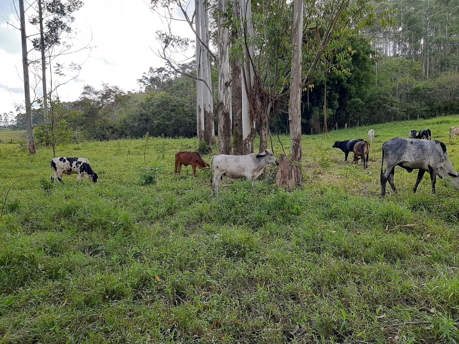 Sítio de 24 ha em São José dos Campos, SP