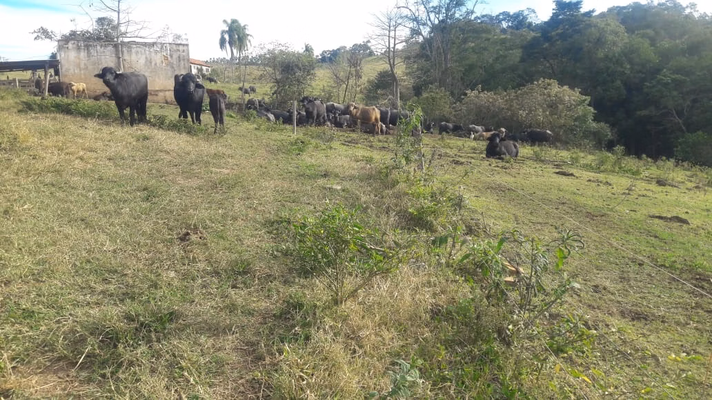 Small farm of 108 acres in São Miguel Arcanjo, SP, Brazil