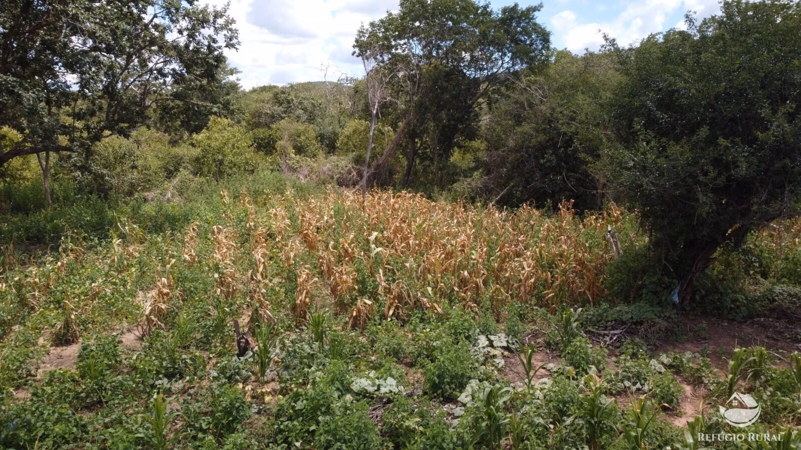 Fazenda de 418 ha em Barra, BA