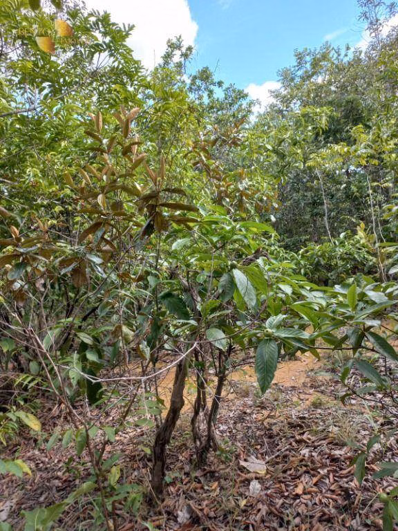 Fazenda de 322 ha em Nova Brasilândia, MT