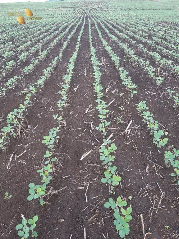 Fazenda de 1.678 ha em Ribeirão Cascalheira, MT