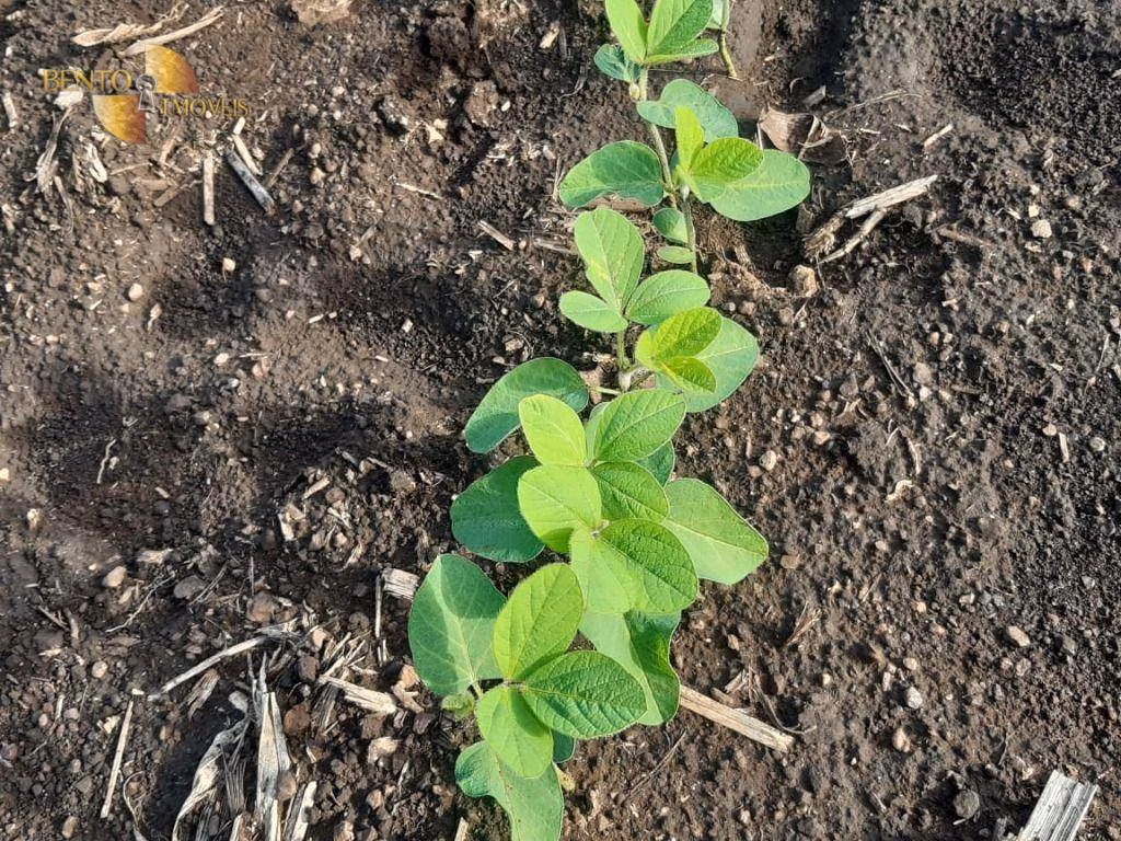 Fazenda de 1.678 ha em Ribeirão Cascalheira, MT