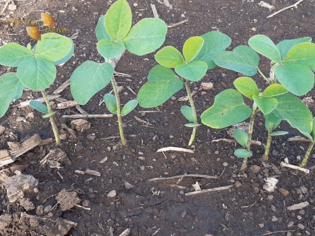 Fazenda de 1.678 ha em Ribeirão Cascalheira, MT