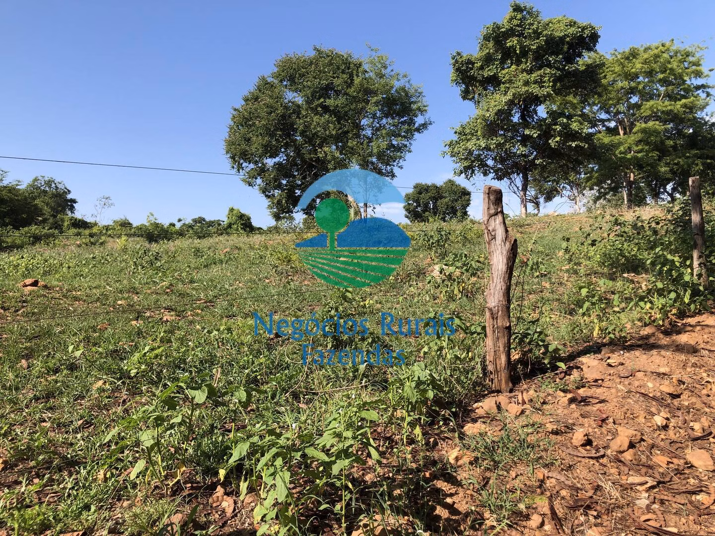 Fazenda de 1.258 ha em Palmeirópolis, TO